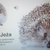 Dzień Jeża